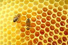Do Bee Don’t Bee- A Halachic Guide to Honey and Bee Derivatives