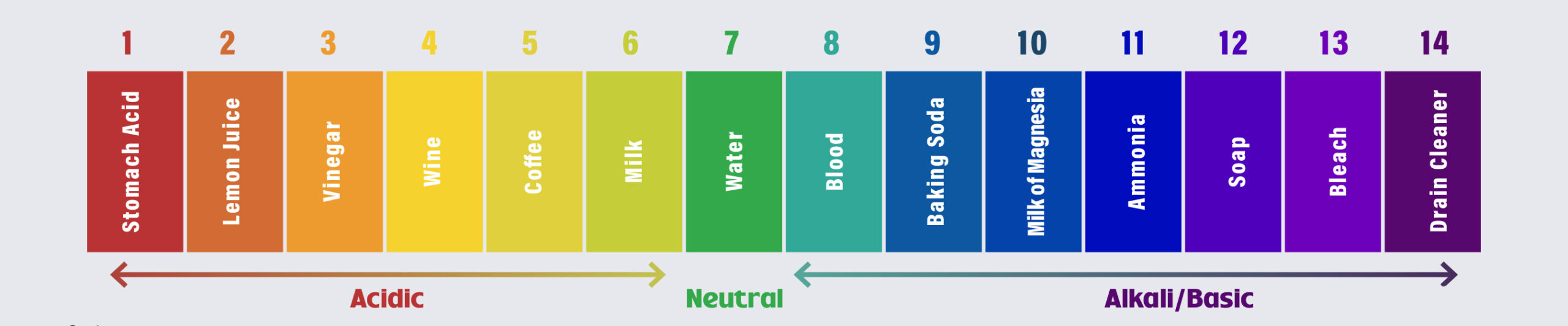 Acids in Digestion