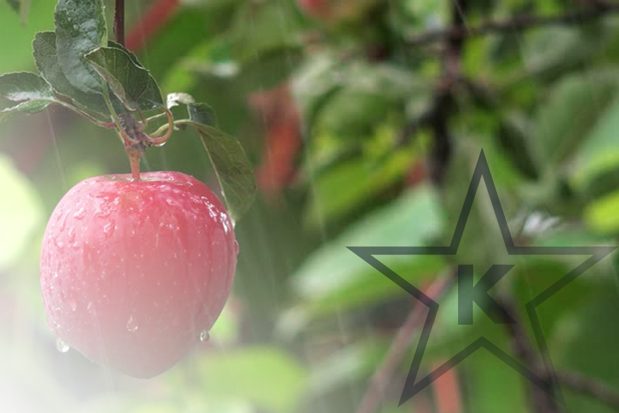 K’Tapuach B’Atzei HaYa’ar Like an Apple in the Orchard